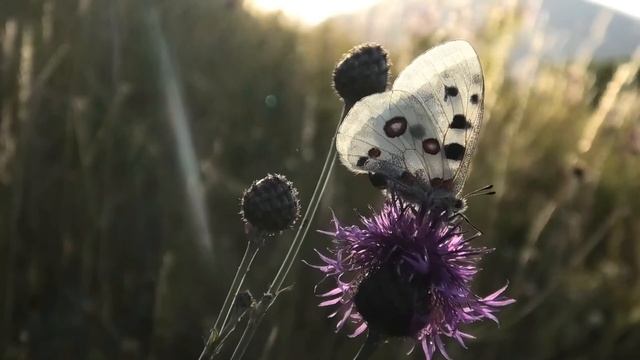 Parnassius apollo, White Carpathians, july 2022