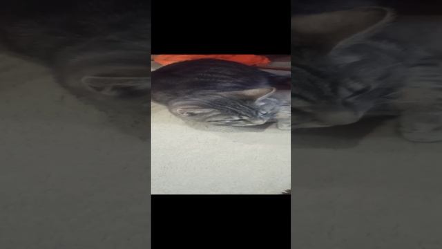 VID_20250118_094444.mp4
