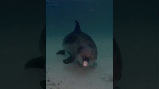 VID_20250118_172734_461.mp4