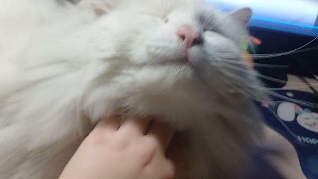 мой котик Пушок❤