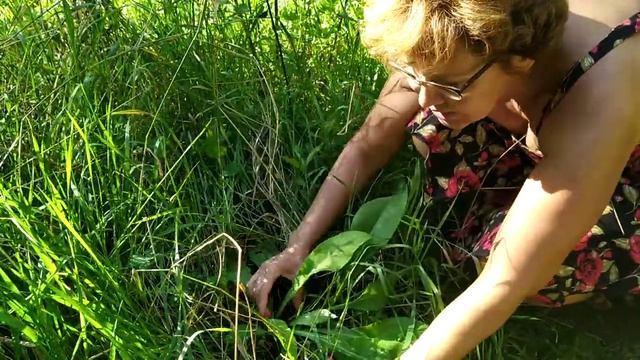 Медуница богата йодом