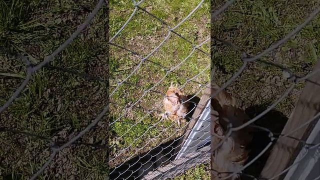 На даче.Кошка Юнька и куры.03.05.24 г.