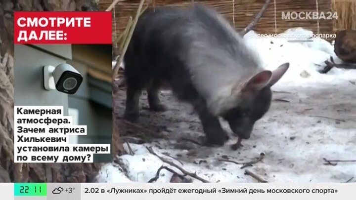 Посетителям Московского зоопарка впервые показали детеныша бурой гиены
