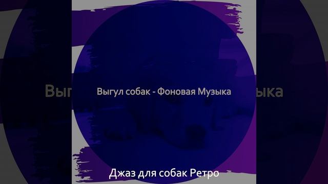 Моменты (Выгул собак)