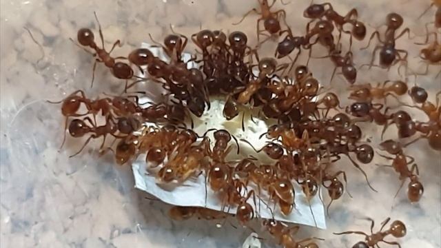 🐜 Myrmica rubra & Woda z cukrem trzcinowym [Tydzień 30]