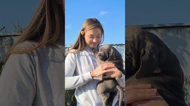 Вот так выглядит счастливый обладатель щенка бульдога.