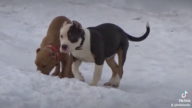 Булливеселье!