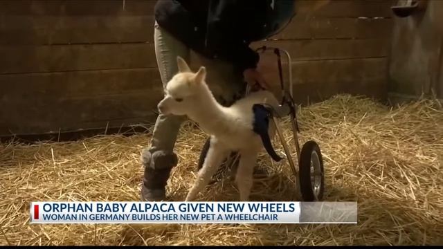 Orphaned, disabled baby alpaca walks again thanks to wheelchair