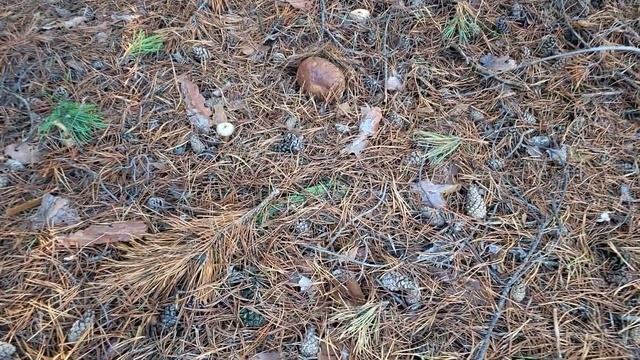 Утренний туман и грибная поэзия. Грибы 2022. #mushroom