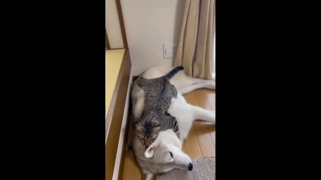 Спокойной ночи