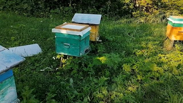 Пасека на Алтае. Пакуем пчёл. Обзор прицепа для перевозки пчёл.