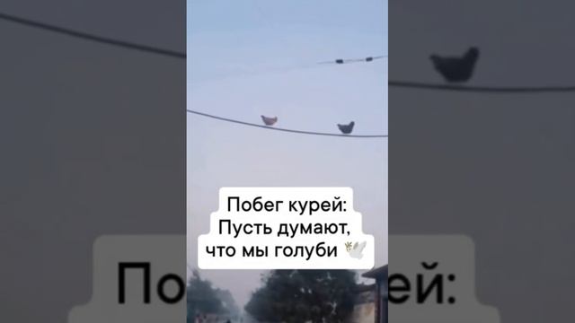 Побег курей