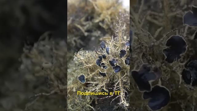 Зелёная Антарктида