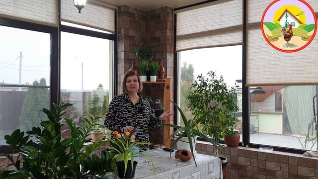 Примула: знакомьтесь с первым весенним цветком