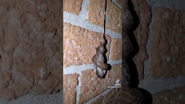 Leopard Slug Romance - Rare Sight