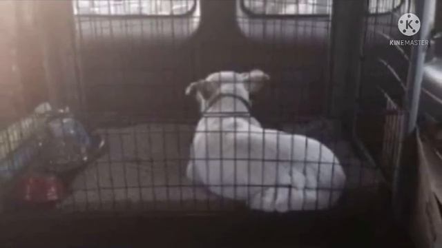 Брошенный пес на стоянке выл от горя 9 дней, но потом еще раз поверил людям