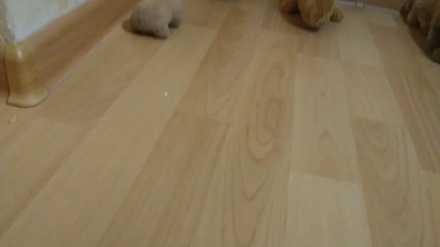 СУПЕРСКИЕ ИГРЫ БОГАТОГО КАПИБАРИКА!