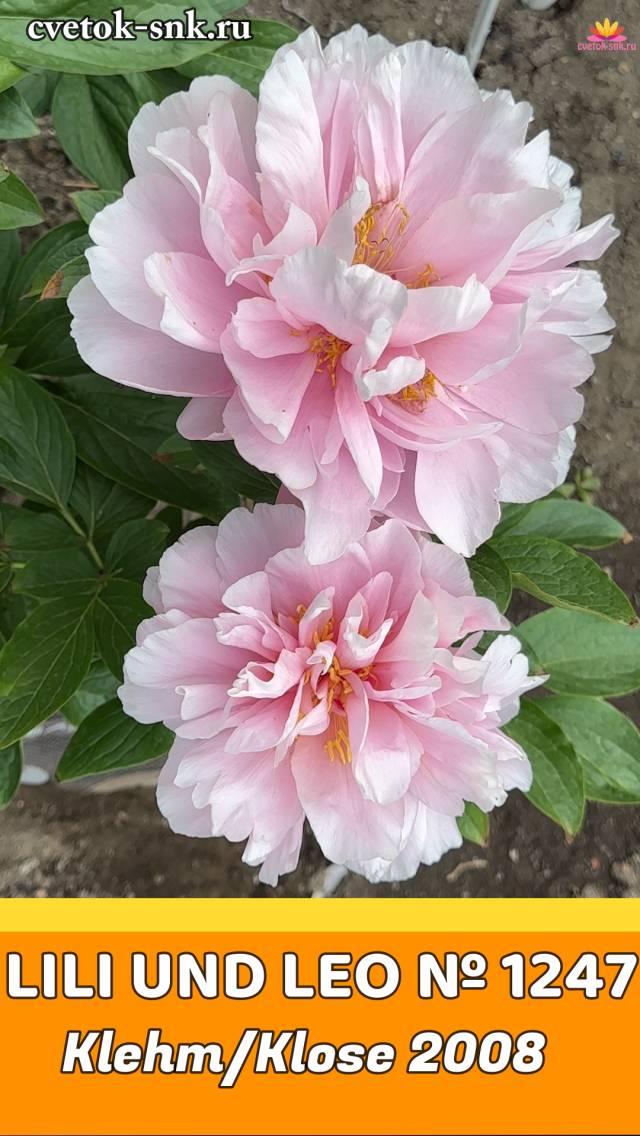 Пион Lili und Leo. Цветение 2024 года / Сад Ворошиловой