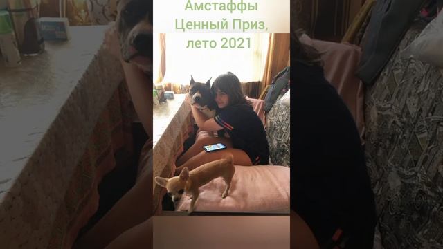 Летние Амстаффы Ценный Приз. Июль 2021.