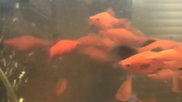 меченосцы едят мотыля / swordtails are eating bloodworms