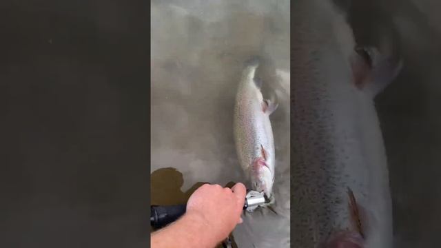 Who’s Ready For The Weekend? #shorts #short #shortvideo #shortsvideo #fishing