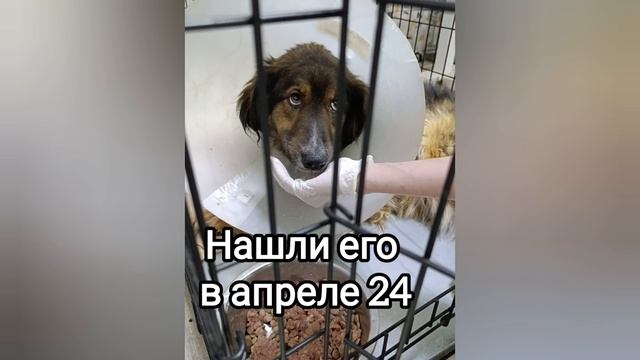 Тузику нужна помощь