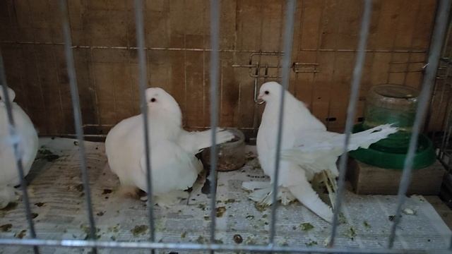 18.01.2025г Выставка ЦСКА ч. 3