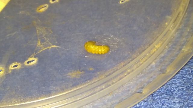 Larva de vespa Ichneumonidae VID 20180618 090357854