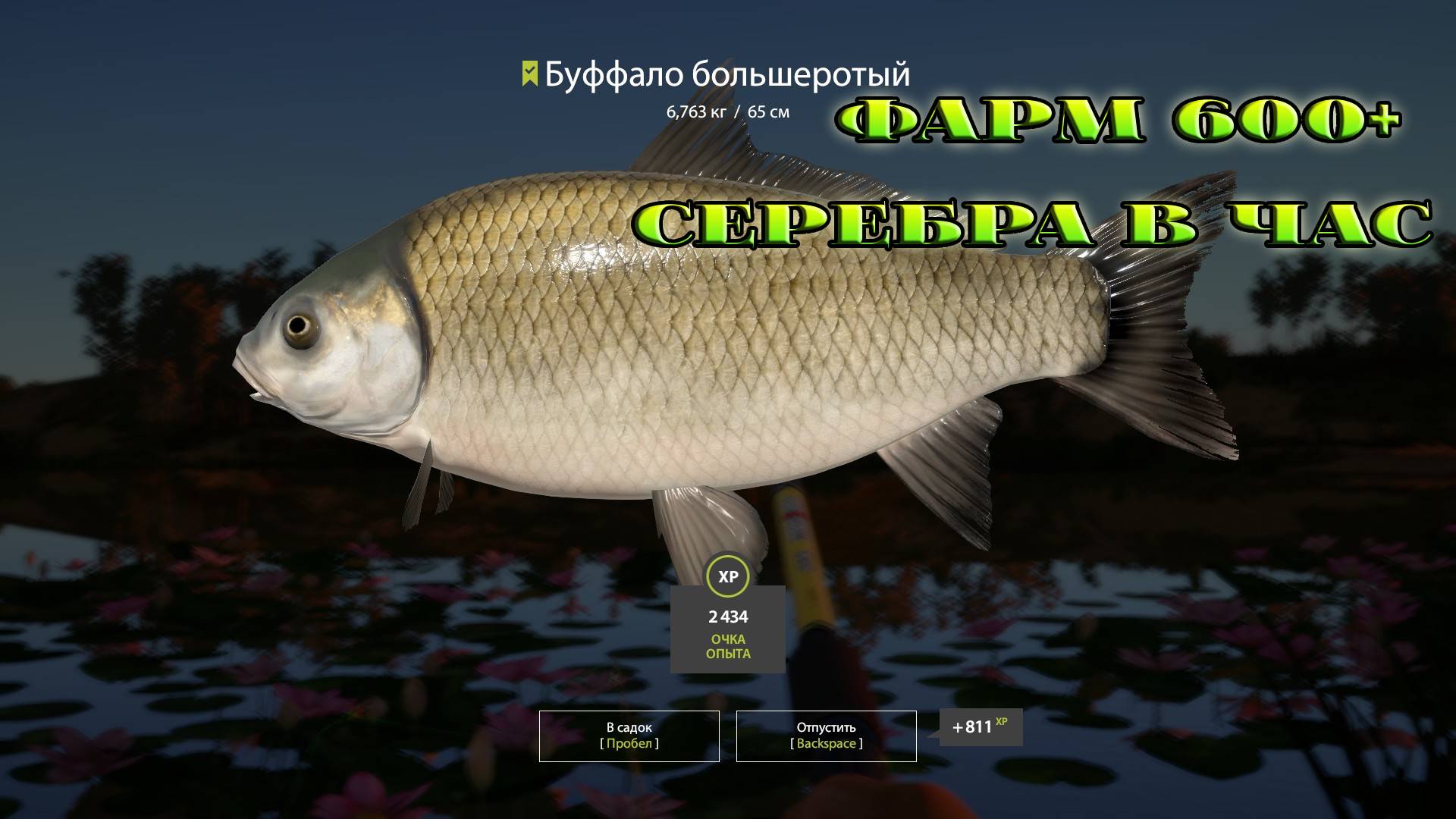 Буффало на Ахтубе.  Фарм на кукурузу.