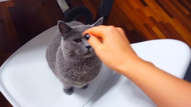 VLOG: РАЗБИЛИ ГУБУ!  23.08.18