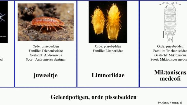 Geleedpotigen, orde pissebedden pan josh arthropoda Pectenoniscus Detonidae Oeverpissebed Brede