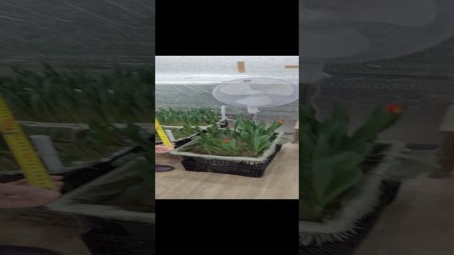 Наштюльпан 13