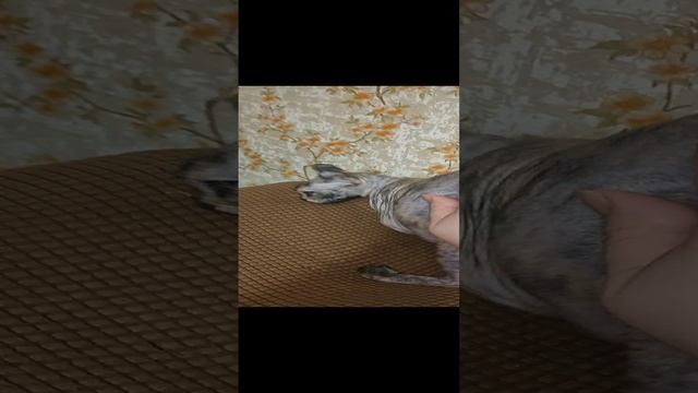 сфинкс_эльф_Люся_20250117.mp4