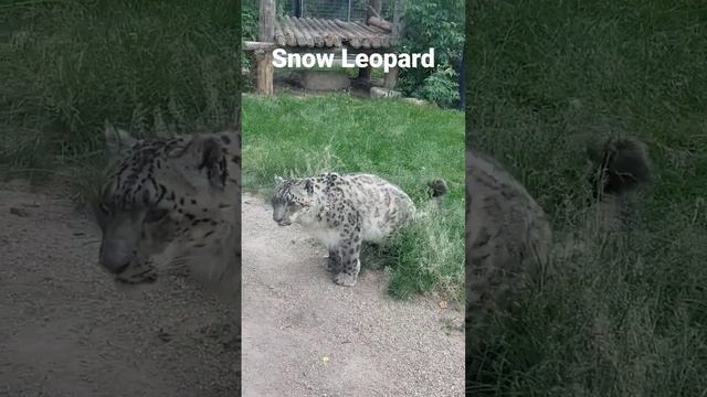 snow leopard in front of me #snowleopards #shorts #subscribe #trending #likeforlikes #likeit #fyp