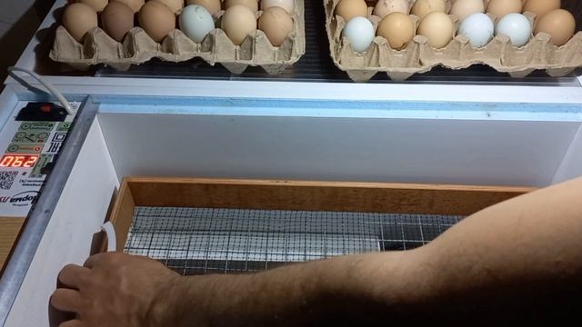 ИНКУБАЦИЯ ЯИЦ 3 часть от А до Я