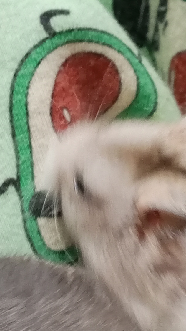 scene_output.mp4