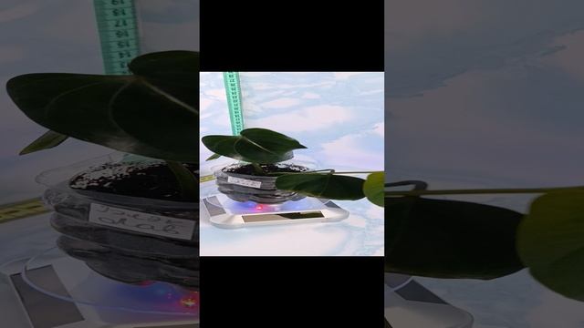 Антуриум Блэк Лав.mp4