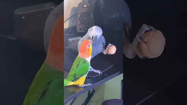 Попугаи и грецкий орех