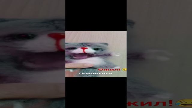 Мой пушистик ожил!😂🐈⬛