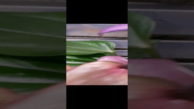 Антуриум Фиорино