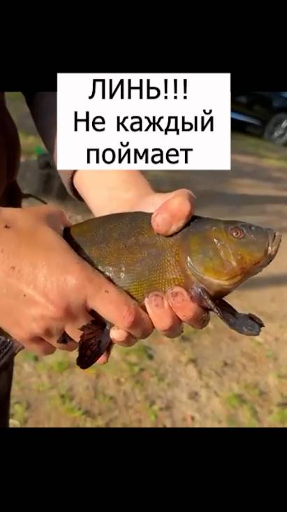 Линь, не каждый поймает!