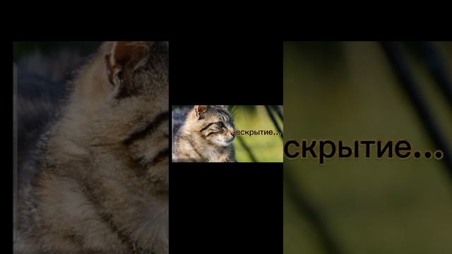 Открытие котояйца! Часть 2