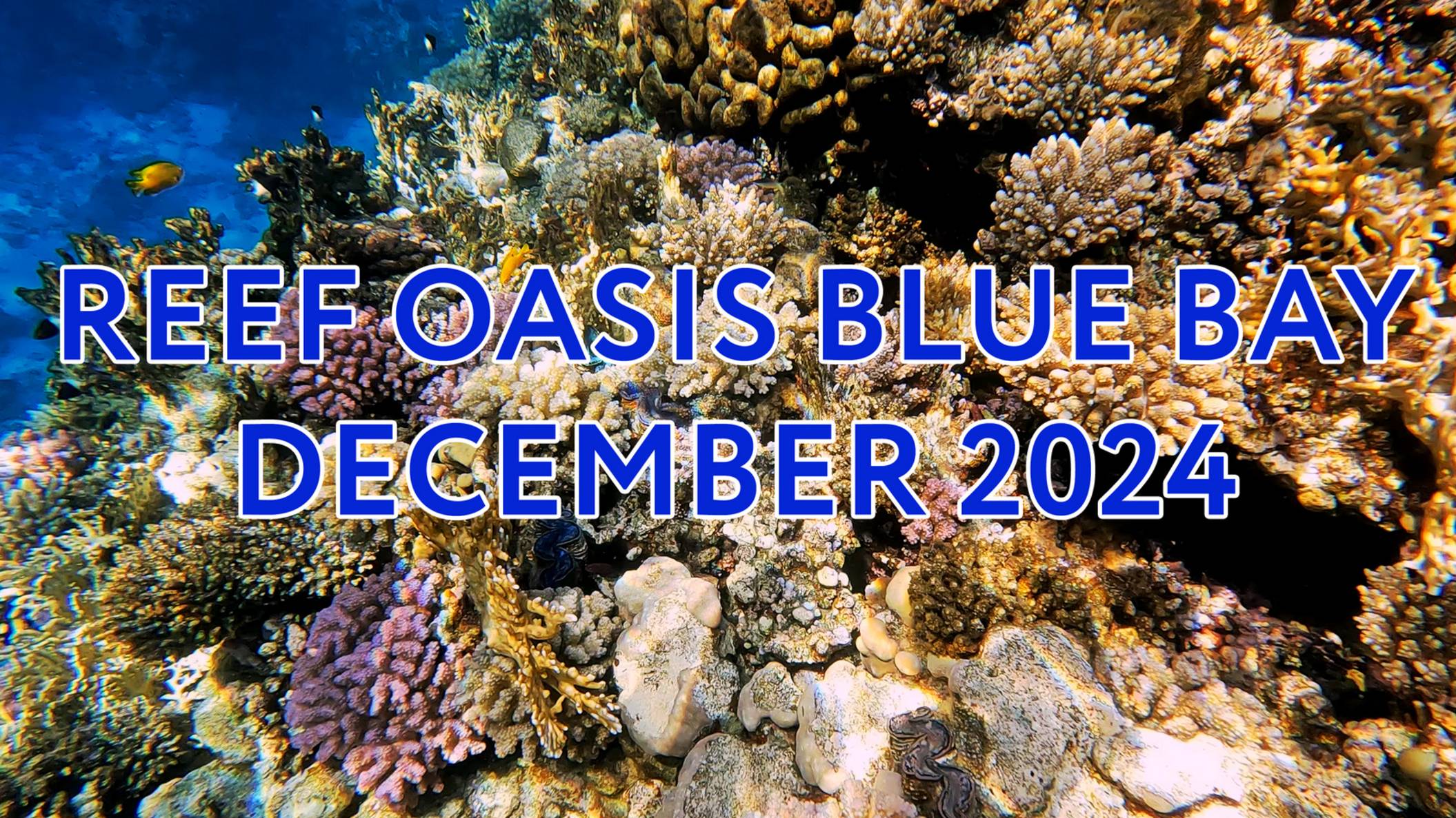 Reef Oasis Blue Bay, Sharm El Sheikh, snorkeling