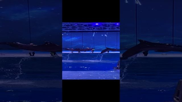 Дельфины на представлении Вивальди в Москвариуме