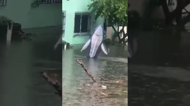 Акула была замечена во время наводнения на улицах мексиканского города Веракрус.