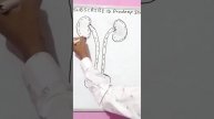 How to draw the picture of human urinary system🤔 #biology#educational#viral#goviral#physicwallah