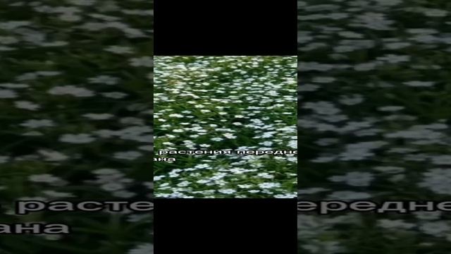Миксбордер своими руками. Часть 2.mp4