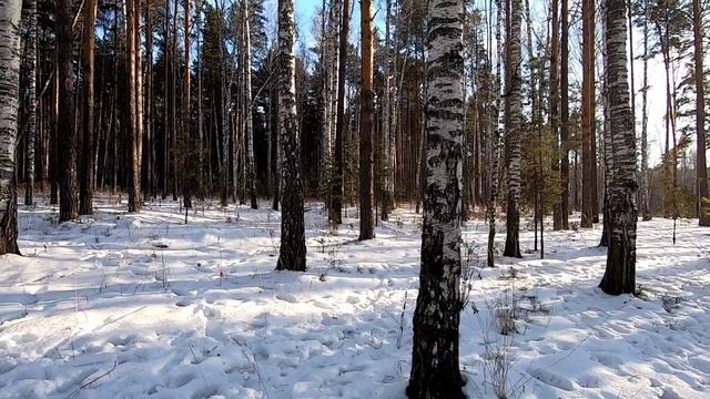 Тестирую камеру,красота в Уральском лесу