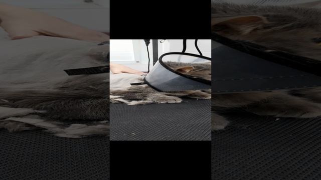 стрижём кота