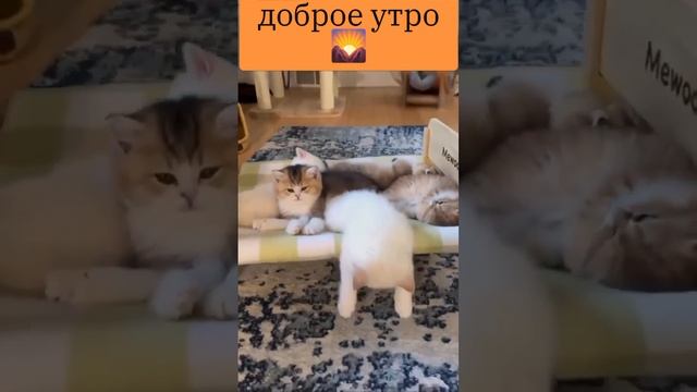 доброе утро моим зрителям